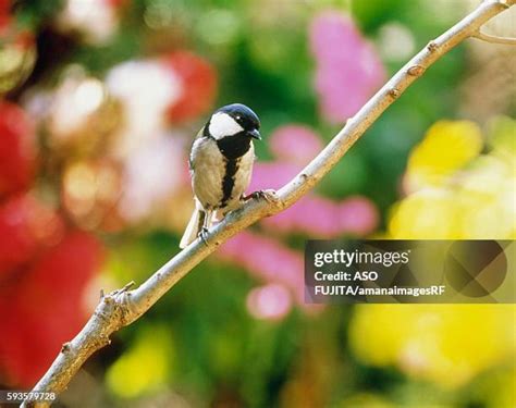 902 Japanese Tit Stock Photos & High